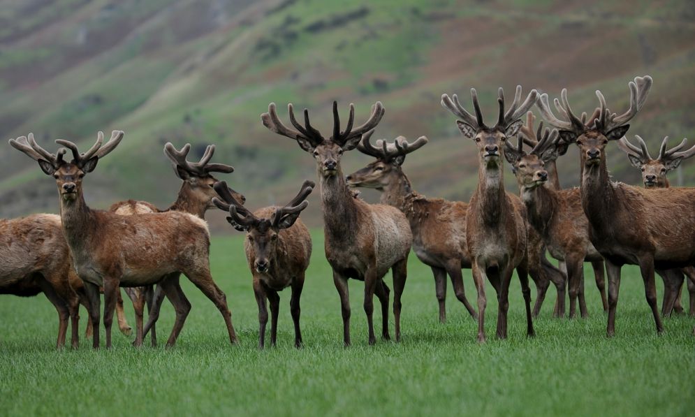 Group of deer in a field